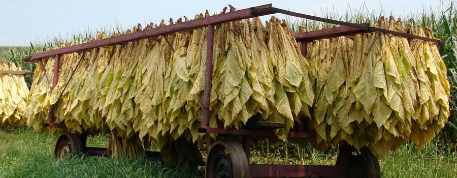 raw tobacco leaf