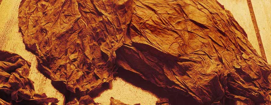 SHREDDED TOBACCO rustica tobacco dark air cured tobacco FLUE CURED TOBACCO