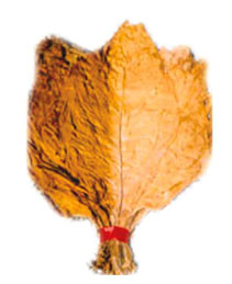 light air cured Burley Tobacco light air cured Burley Tobacco