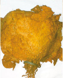 sun-cured rustica tobacco sun-cured rustica tobacco