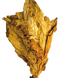 Flue Cured virginia tobacco (cigarette tobacco)